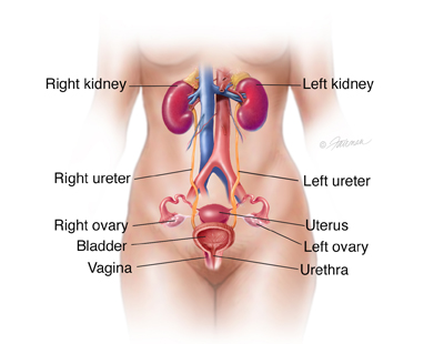 Female Urinary Tract