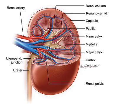 Image result for kidney image