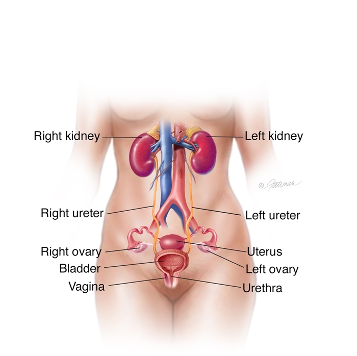Kidney Infection (Pyelonephritis): Symptoms, Diagnosis ...
