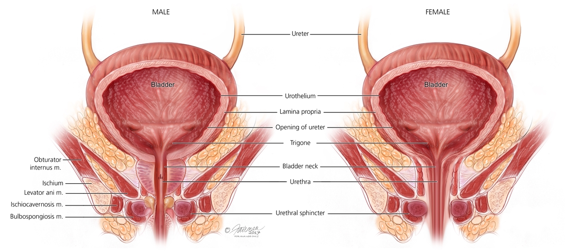 Pelvic Floor Muscles Symptoms Diagnosis Treatment Urology