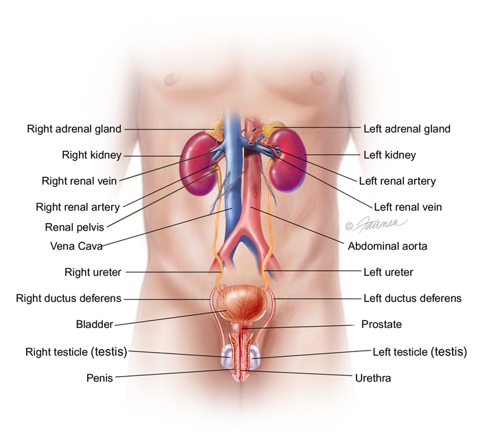 Urinary Tract Infection Uti Symptoms Diagnosis Treatment