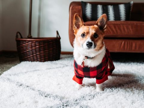 Dog standing on rug and wearing red and black sweater. 