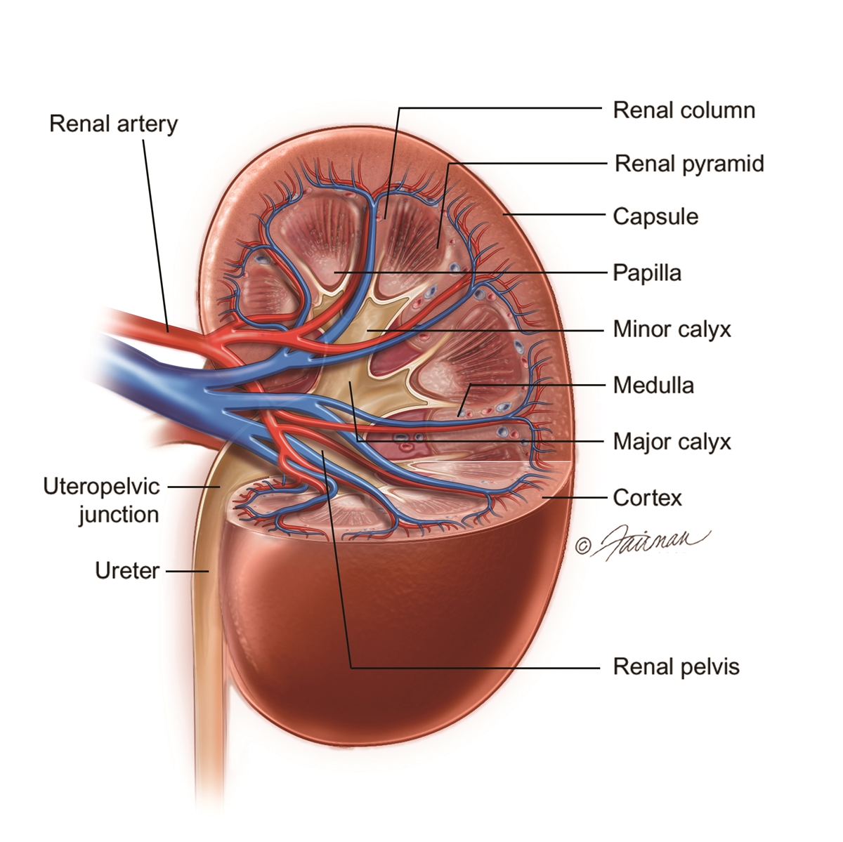 investing one way functions of the kidney
