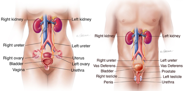 Urethra Urethral Trauma