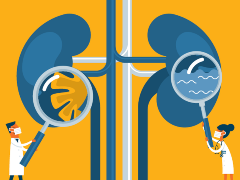 What do the kidneys do and why do we have two?